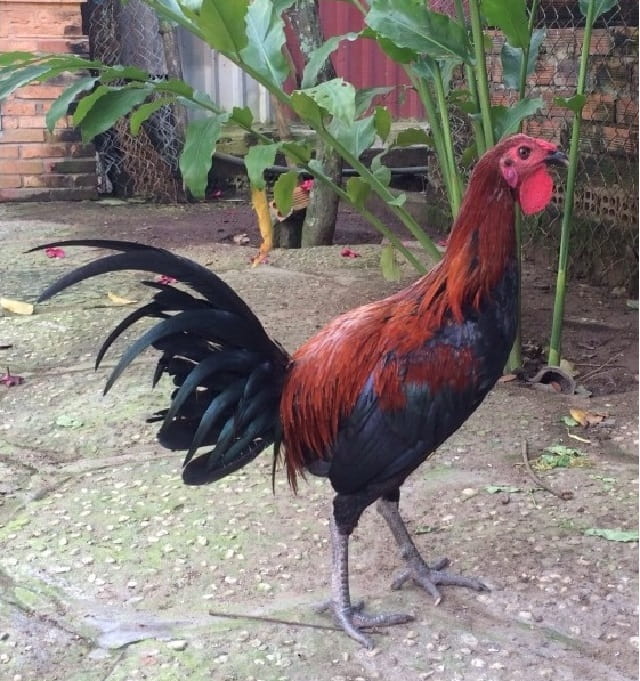 Giống gà Peru cũng được đánh giá cao về tinh thần chiến đấu